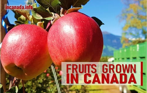 canadian fruits