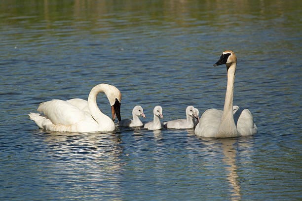 Adult Trumpeter Swans with their young in Canadian wetlands