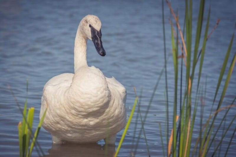The largest bird in Canada – Trumpeter Swan on a calm lake