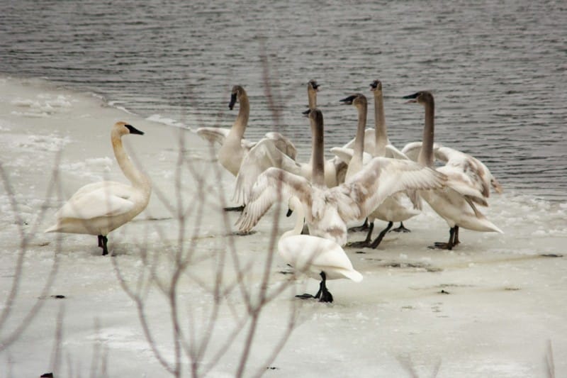 Group of Trumpeter Swans resting and feeding in a Canadian wetland, showcasing the largest bird in Canada in its natural environment