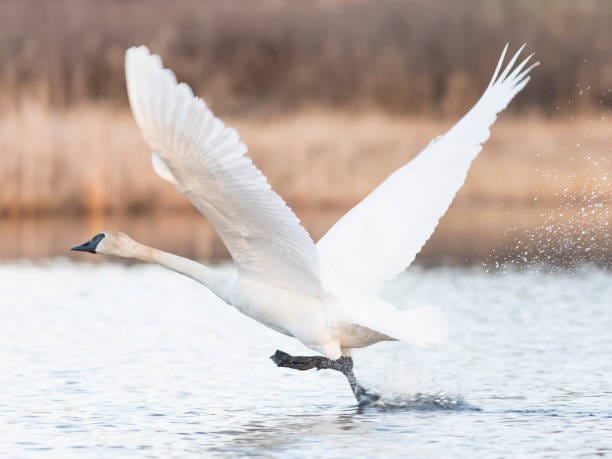 Trumpeter Swan showing its massive wingspan while taking off