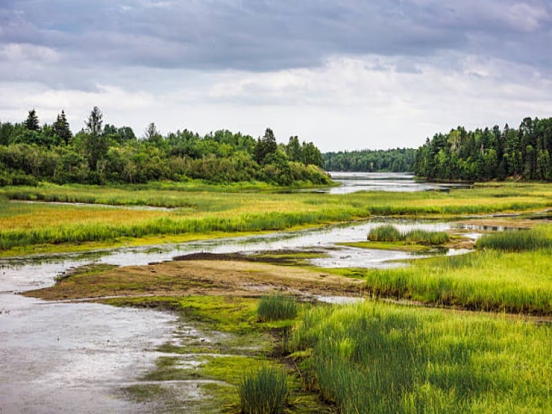 Protected Canadian wetlands preserving endangered plant species