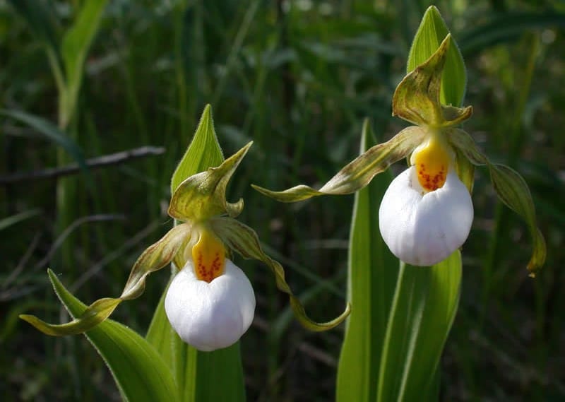 Small White Lady’s Slipper, endangered orchid species growing in Canadian wetlands.
