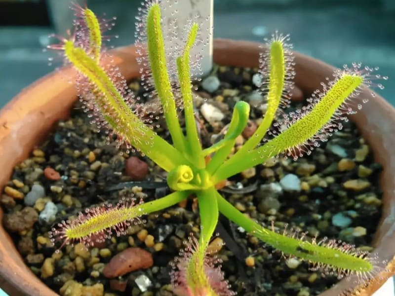 Thread-leaved Sundew, endangered carnivorous plant species in Canada