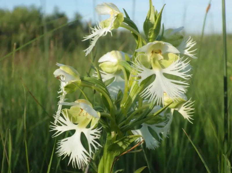 Western Prairie Fringed Orchid – endangered plant in Canada.