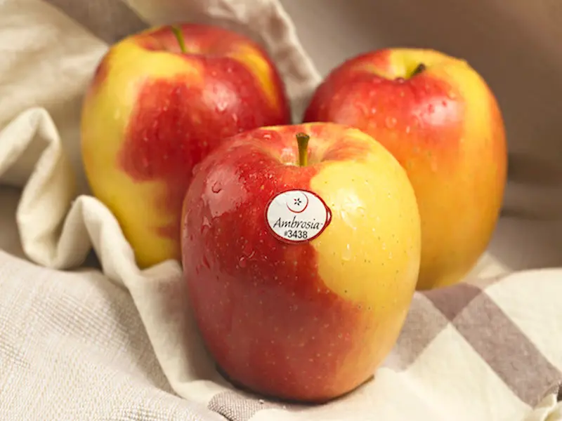 Ambrosia apple variety in Canada with honey-like sweetness