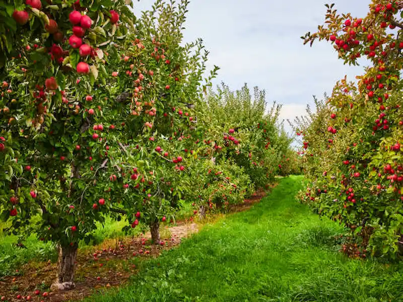 Apple varieties in Canada growing in an orchard during fall