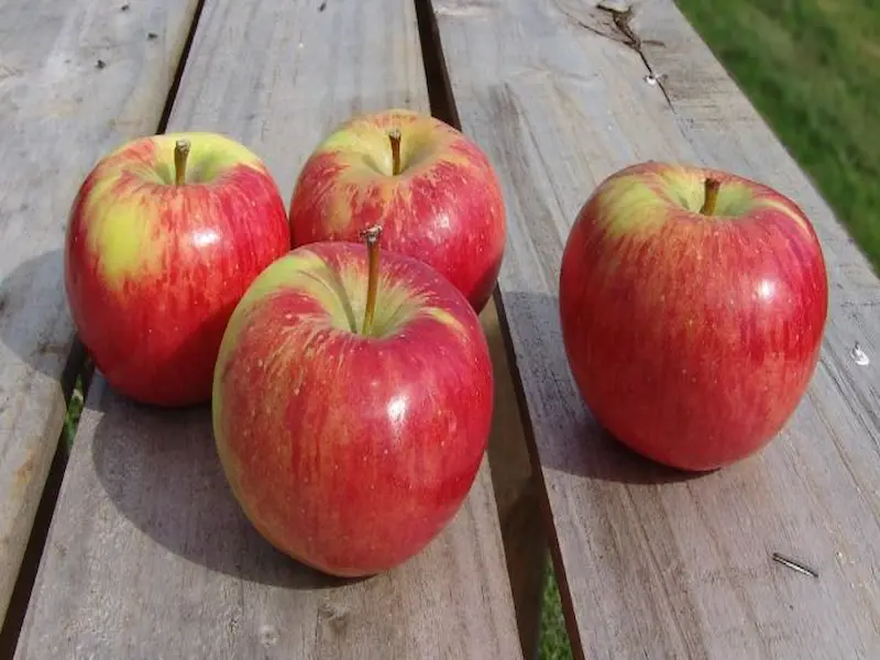 McIntosh apple variety in Canada, fresh and red