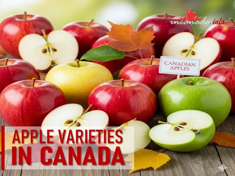 apple varieties in Canada